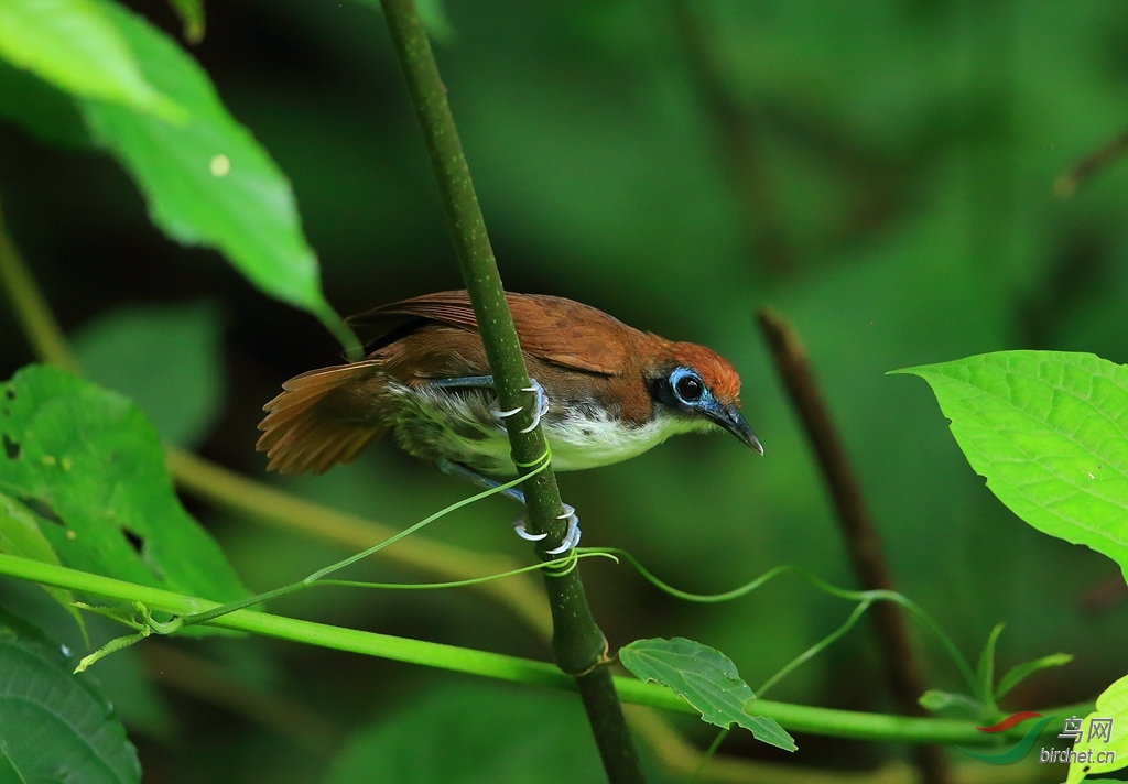 ˫ɫ����Bicolored Antbird.jpg