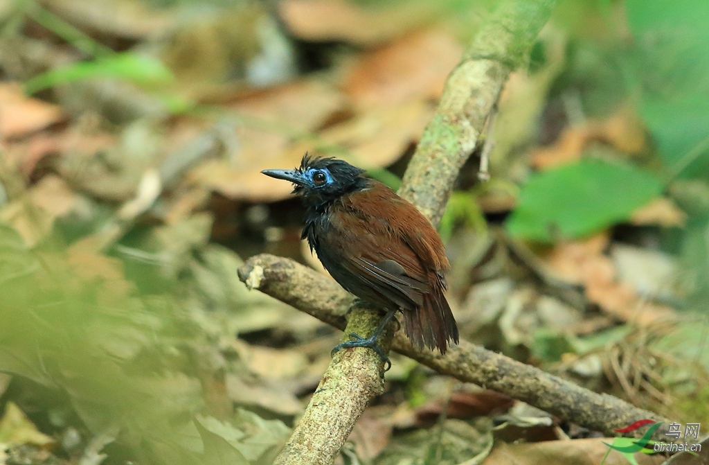 ��������Chestnut-backed Antbird.jpg