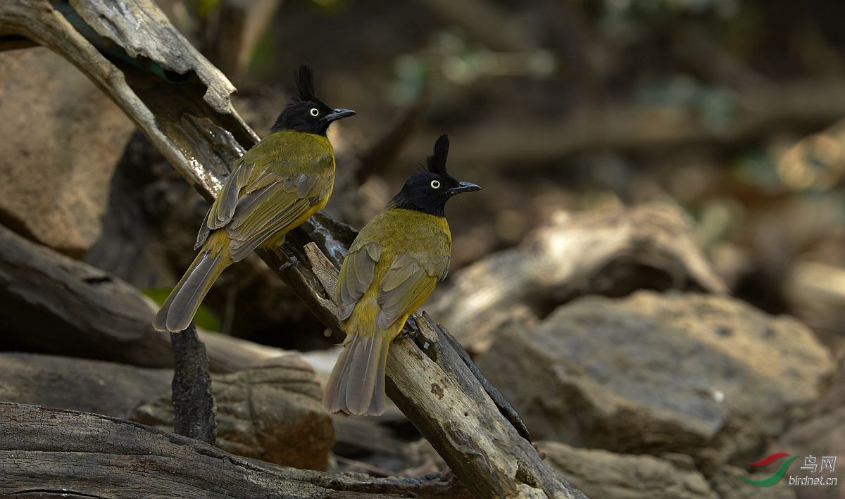 祝贺青刚栎清明二位荣升