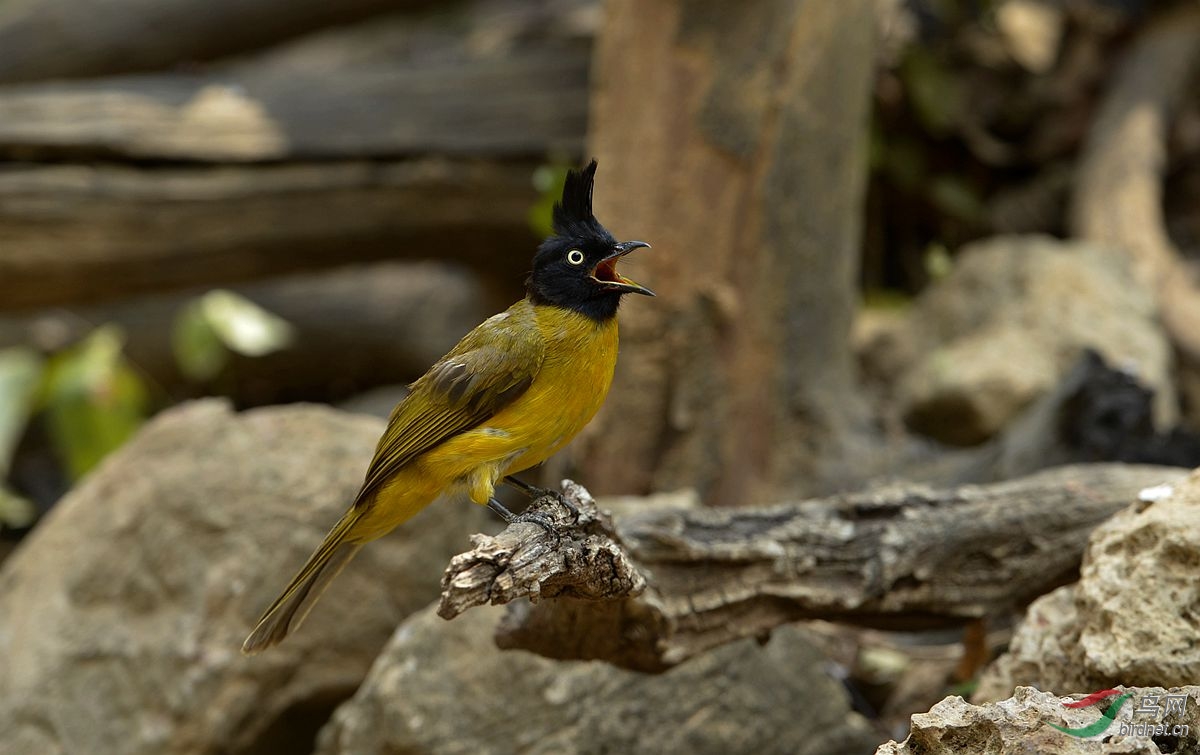 祝贺青刚栎清明二位荣升