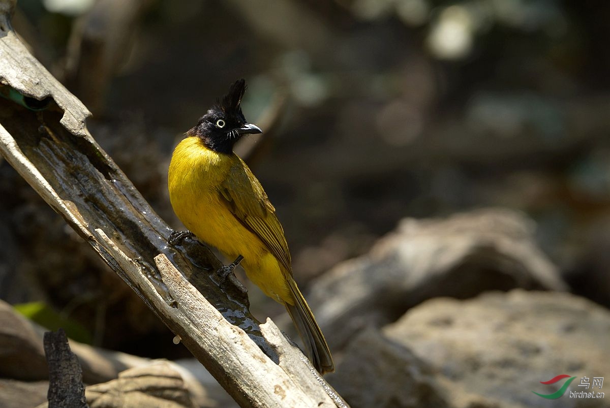 祝贺青刚栎清明二位荣升