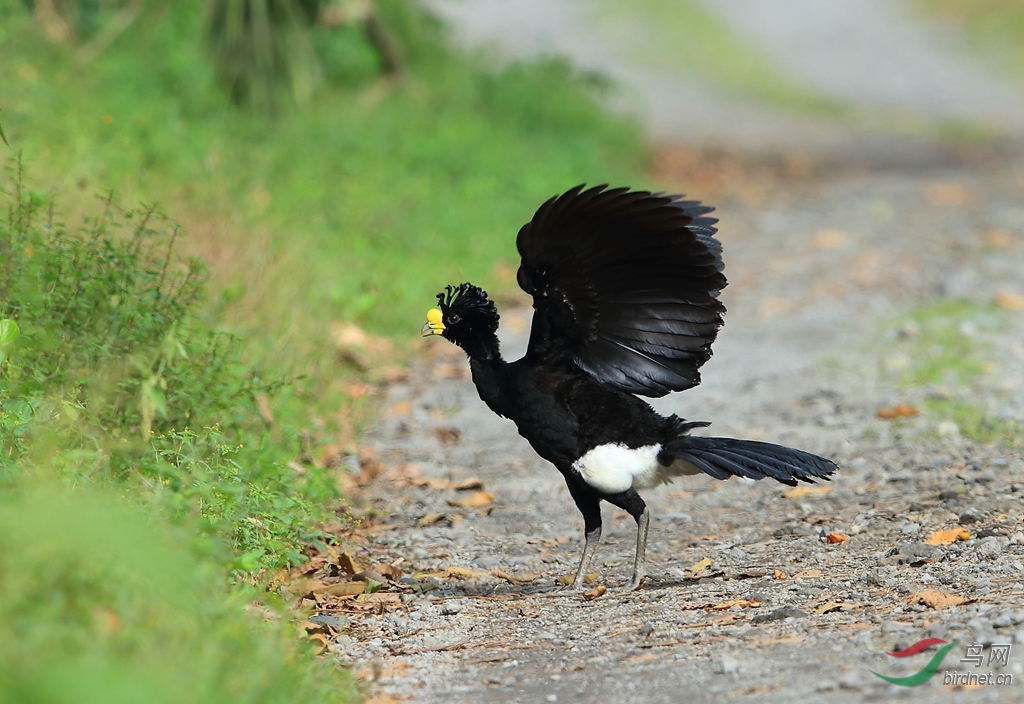 ������Great Curassow.jpg