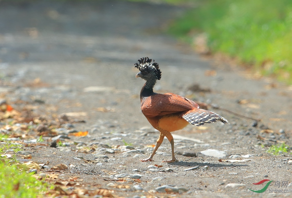 ��������Great Curassow_����.jpg