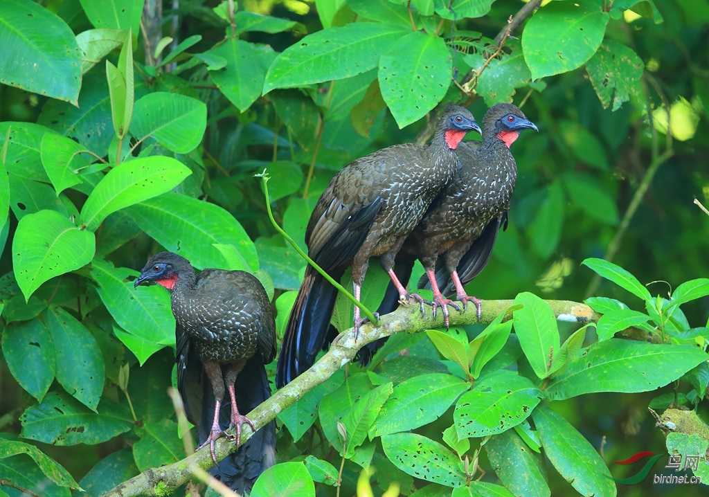 �Ϲ���Crested Guan.jpg