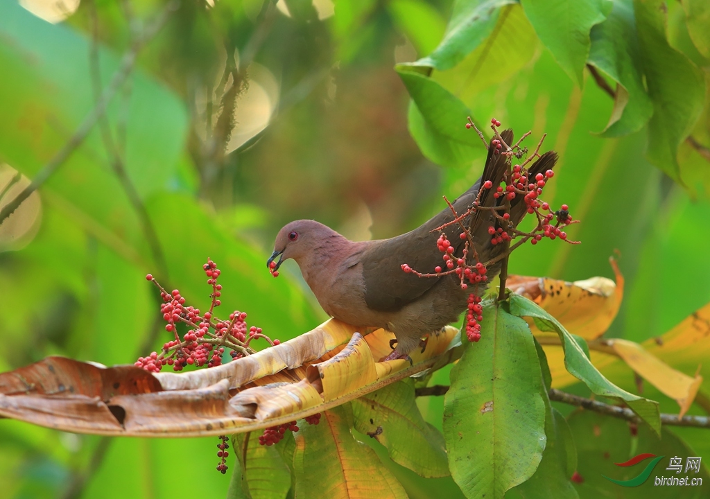 ���Ruddy Pigeon.jpg