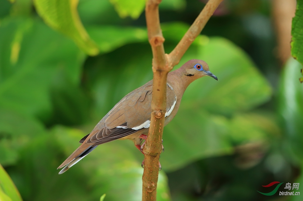 �׳ᰧ��White-winged Dove.jpg