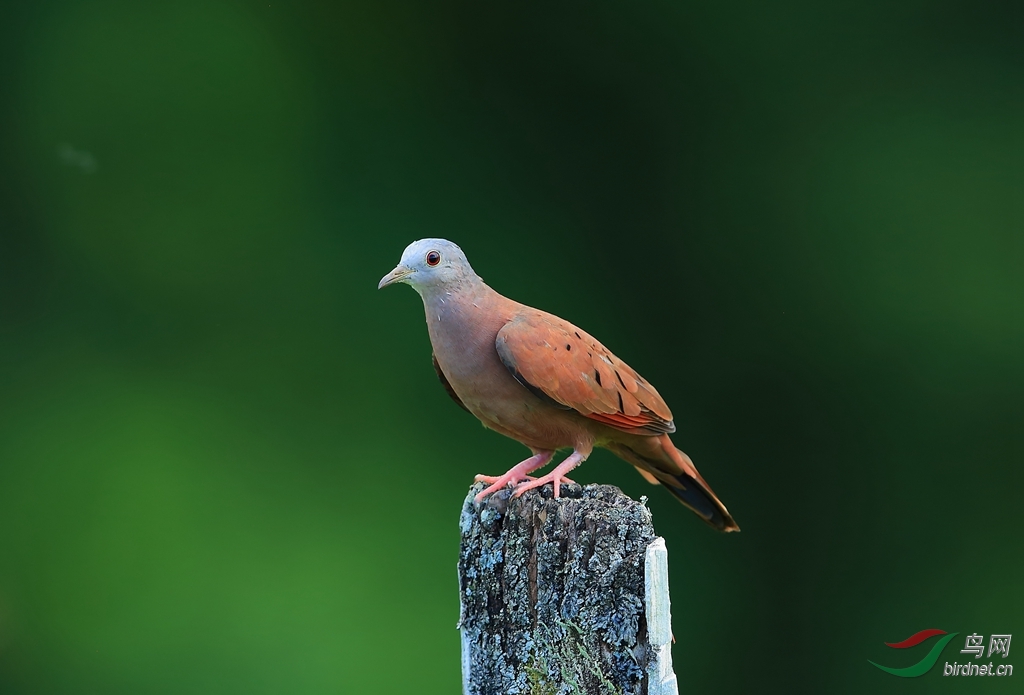 ����Ruddy Ground-Dove_����.jpg