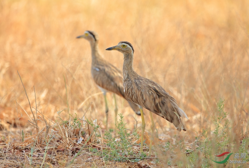 ˫��ʯ��Double-striped Thick-knee.jpg