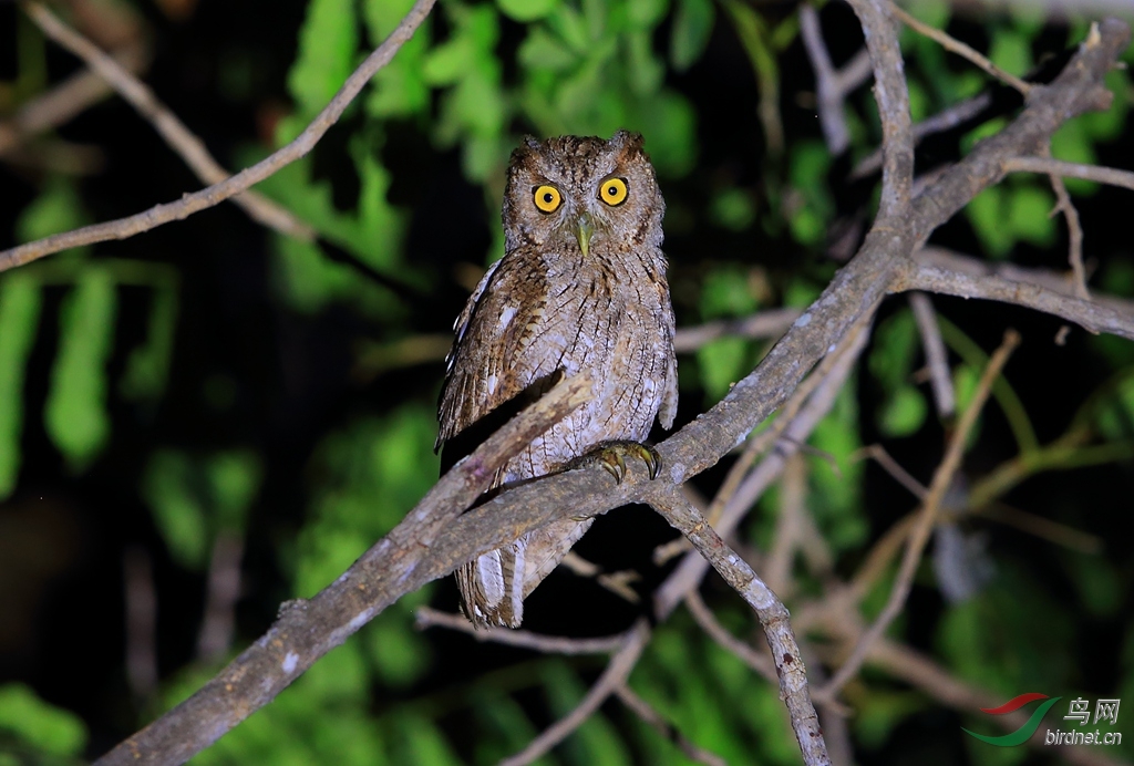 ̫ƽ����^Pacific Screech-Owl.jpg