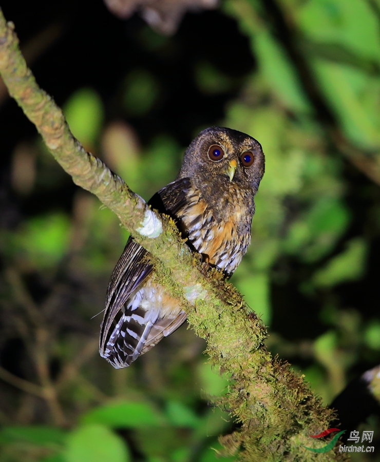 ��ɫ���^ Mottled Owl.jpg