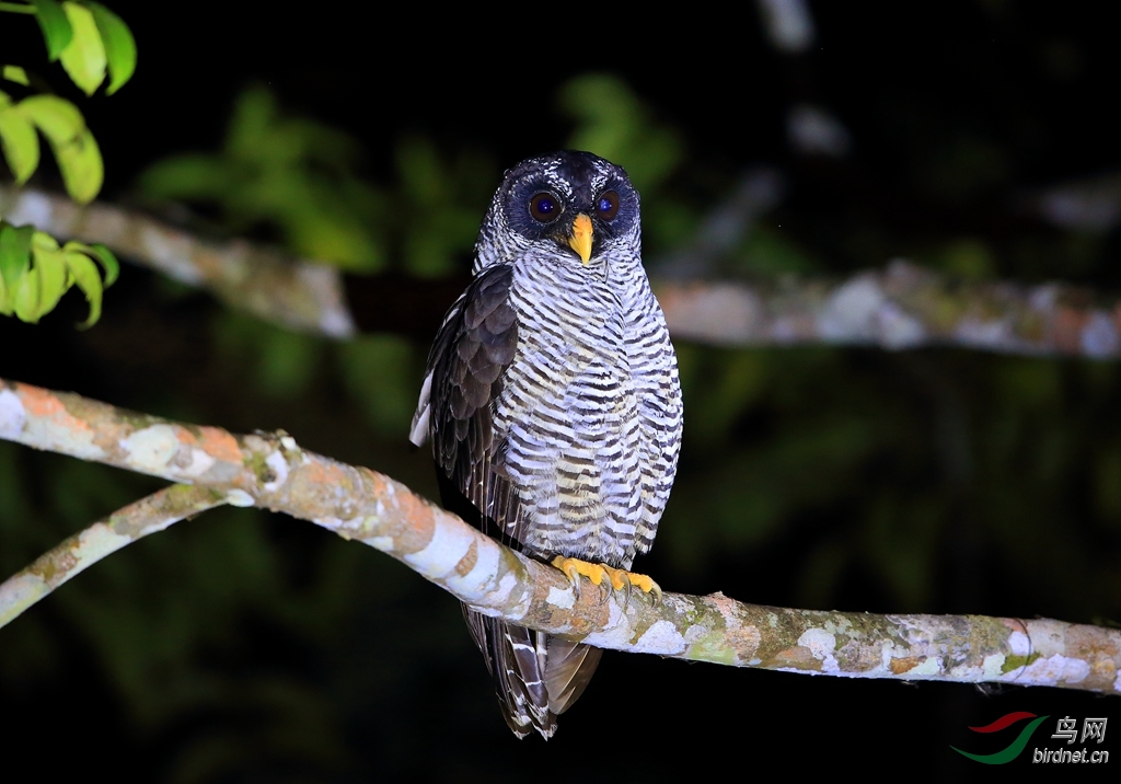 ��ü���^Black-and-white Owl.jpg