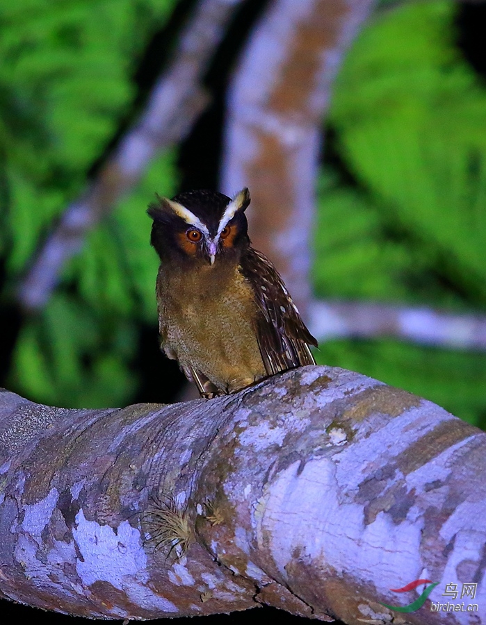 ���{Crested Owl.jpg