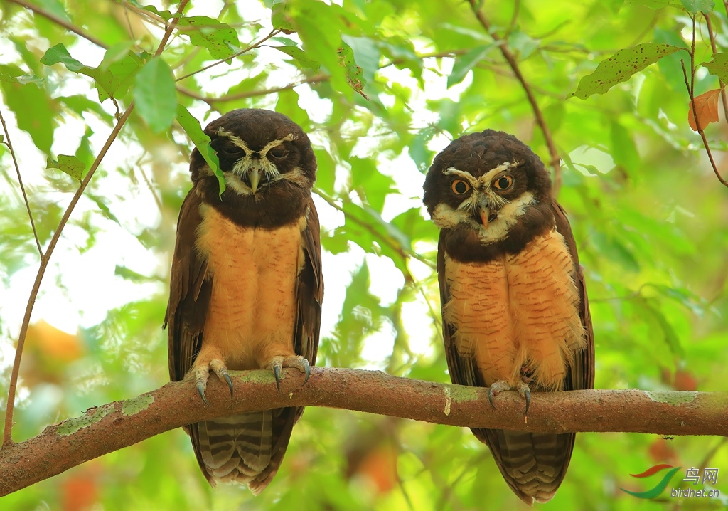 �۾��^Spectacled Owl.jpg
