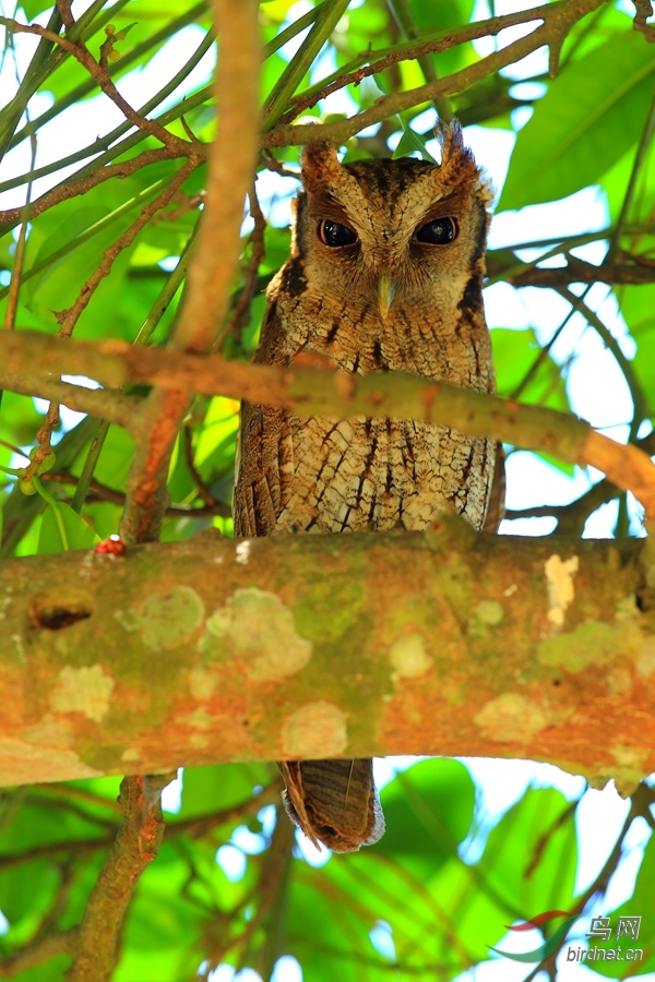 �ȴ����{Tropical Screech-Owl.jpg