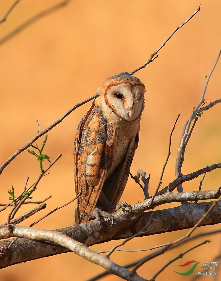 ���^barn owl_����.jpg