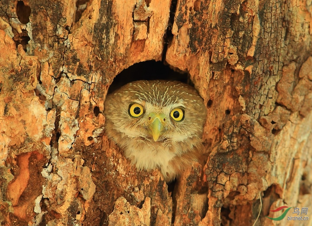 ����mFerruginous Pygmy-Owl_����.jpg