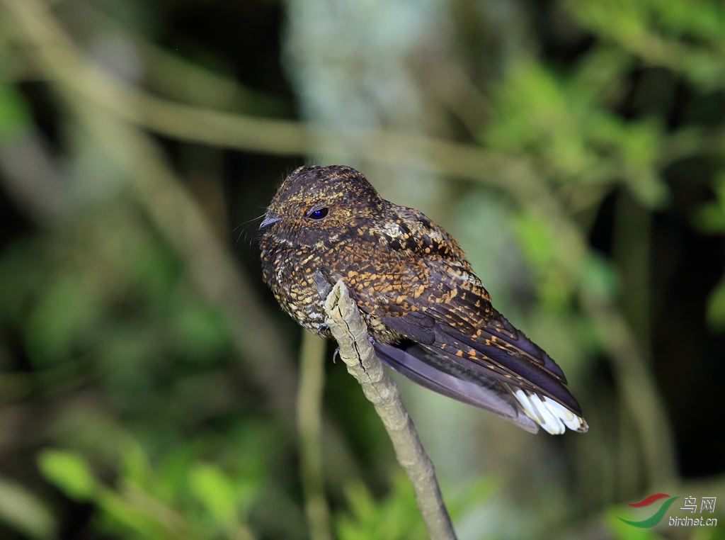 ������ҹӥDusky Nightjar.jpg