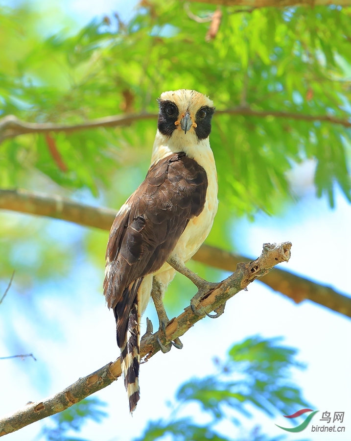 Ц��Laughing Falcon_����.jpg