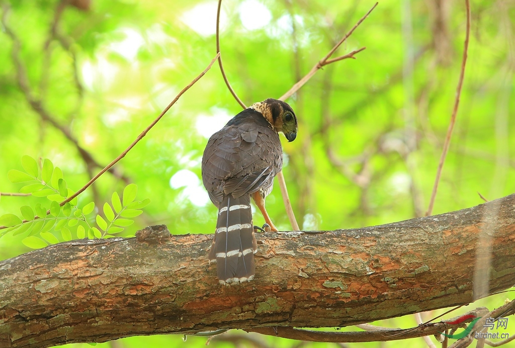 ������Collared Forest-Falcon.jpg