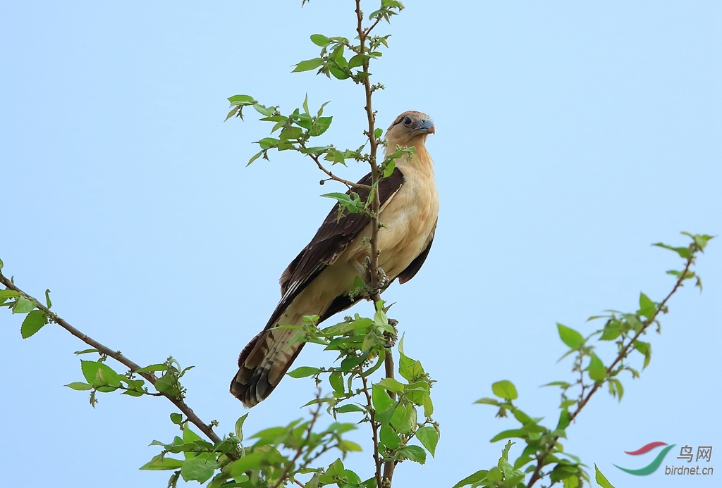 黄头叫隼yellow-headed caracara_副本.jpg