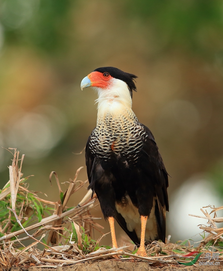 ����Crested Caracara_����.jpg