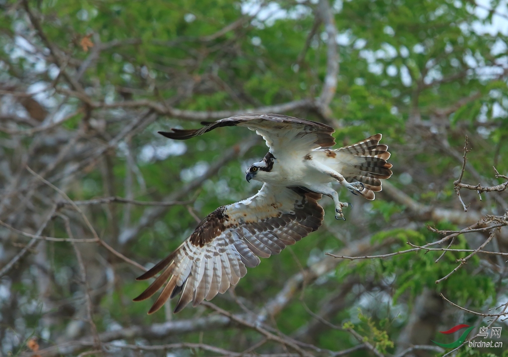 ��Osprey_����.jpg