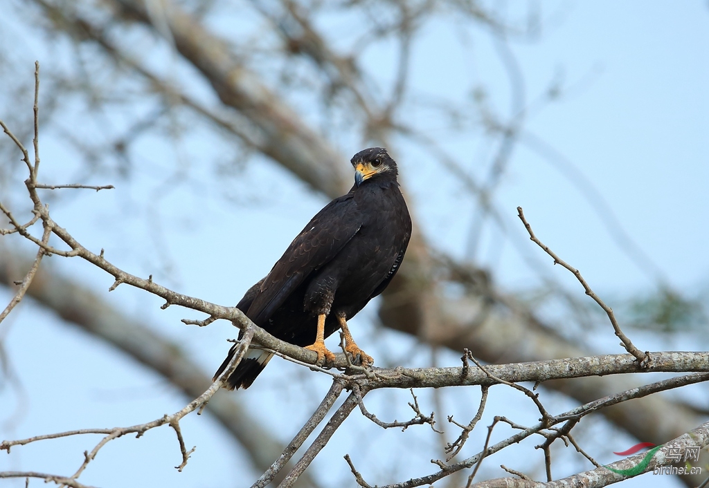 �ڼ��\\\\Common Black Hawk.jpg