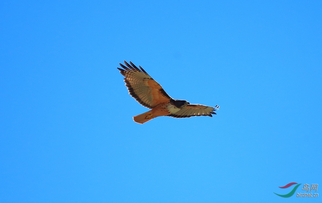 ��β�\\\\Red-tailed Hawk.jpg