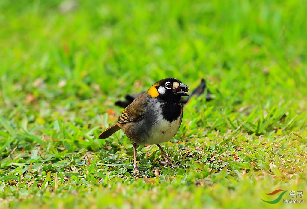 �׶���ȸWhite-eared Ground-Sparrow.jpg