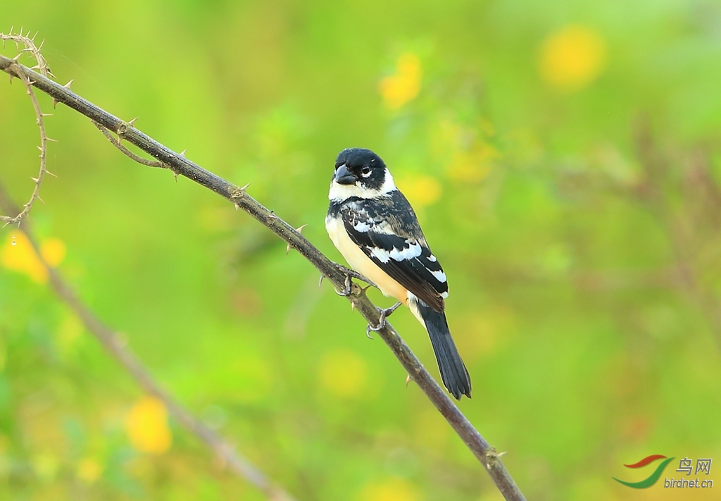 ����ʳ��ȸWhite-collared Seedeater.jpg