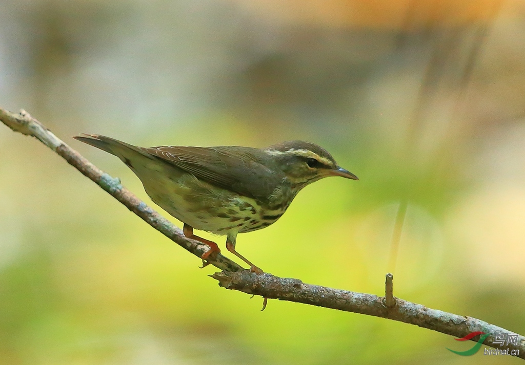 ��ü��ݺLouisiana Waterthrush.jpg