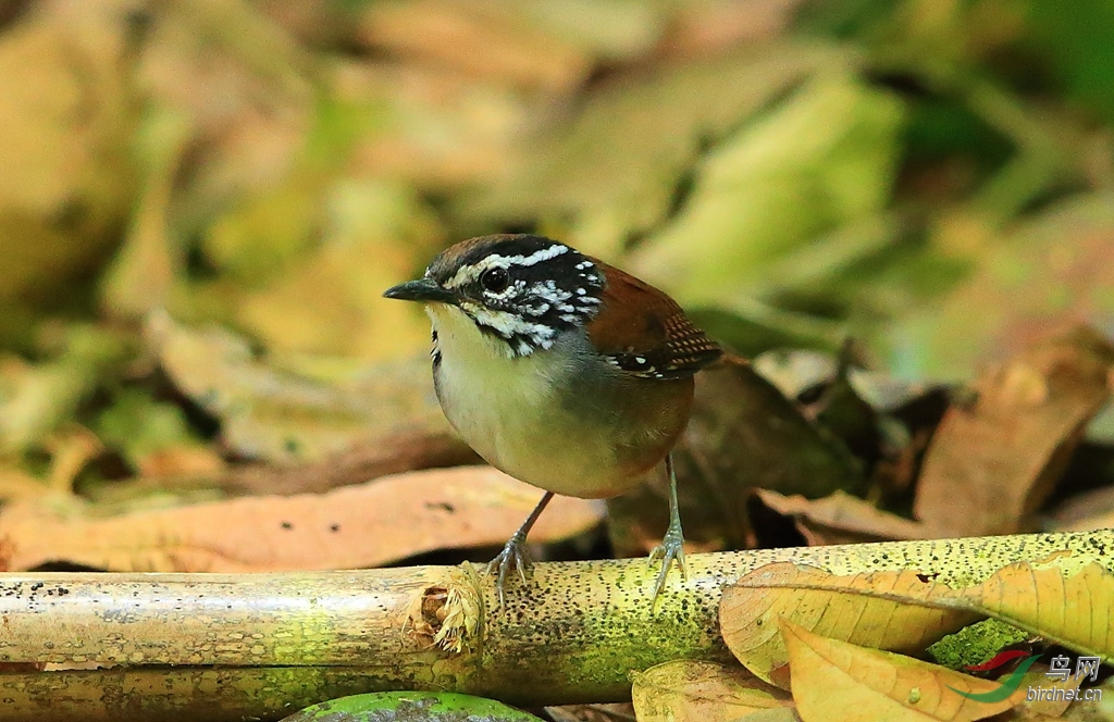 ��������White-breasted Wood-Wren.jpg