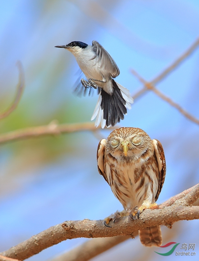 �������ݺWhite-lored Gnatcatcher.jpg