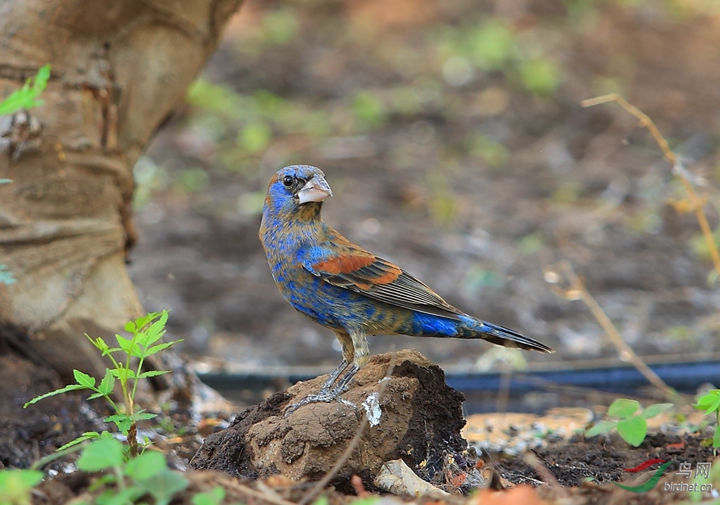 �߳������MBlue Grosbeak.jpg