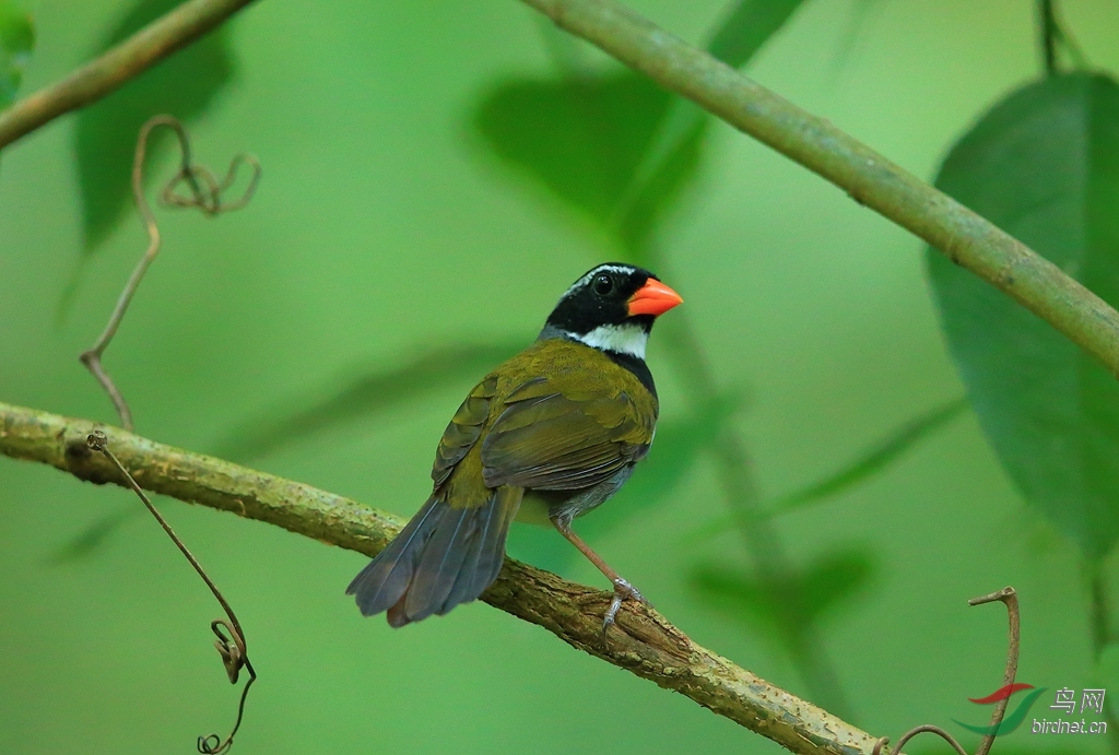 ������ȸOrange-billed Sparrow.jpg