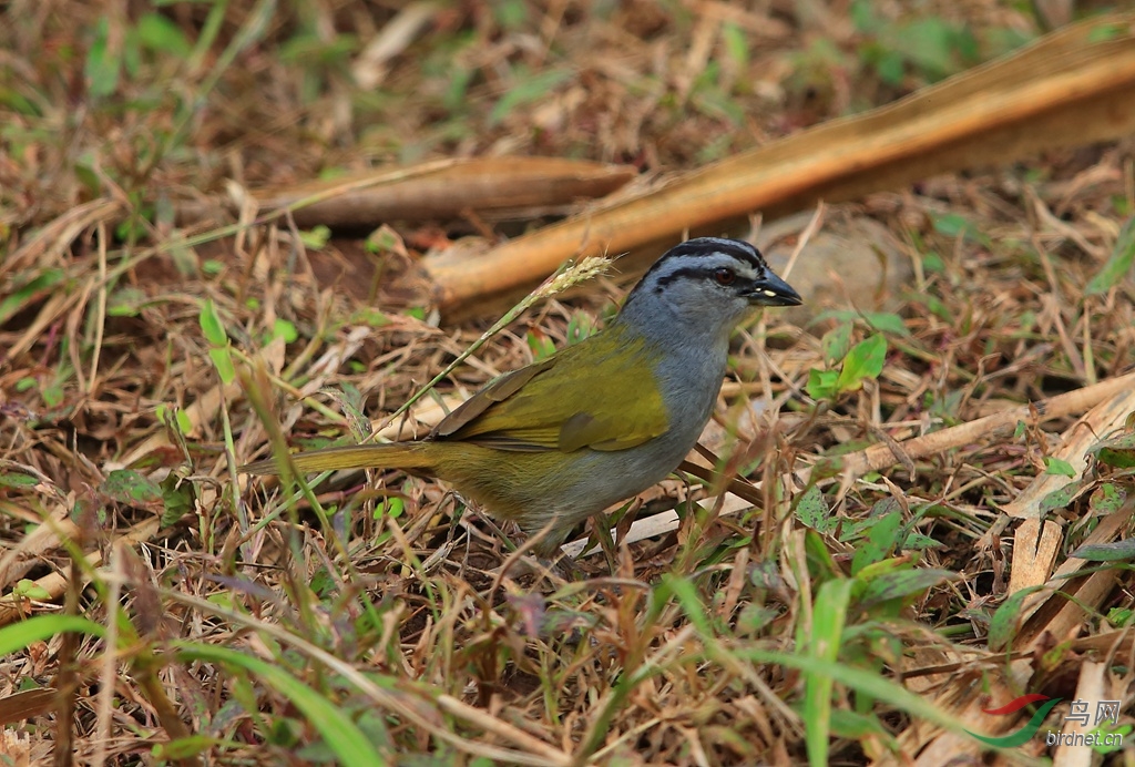 �����ͷȸBlack-striped Sparrow.jpg