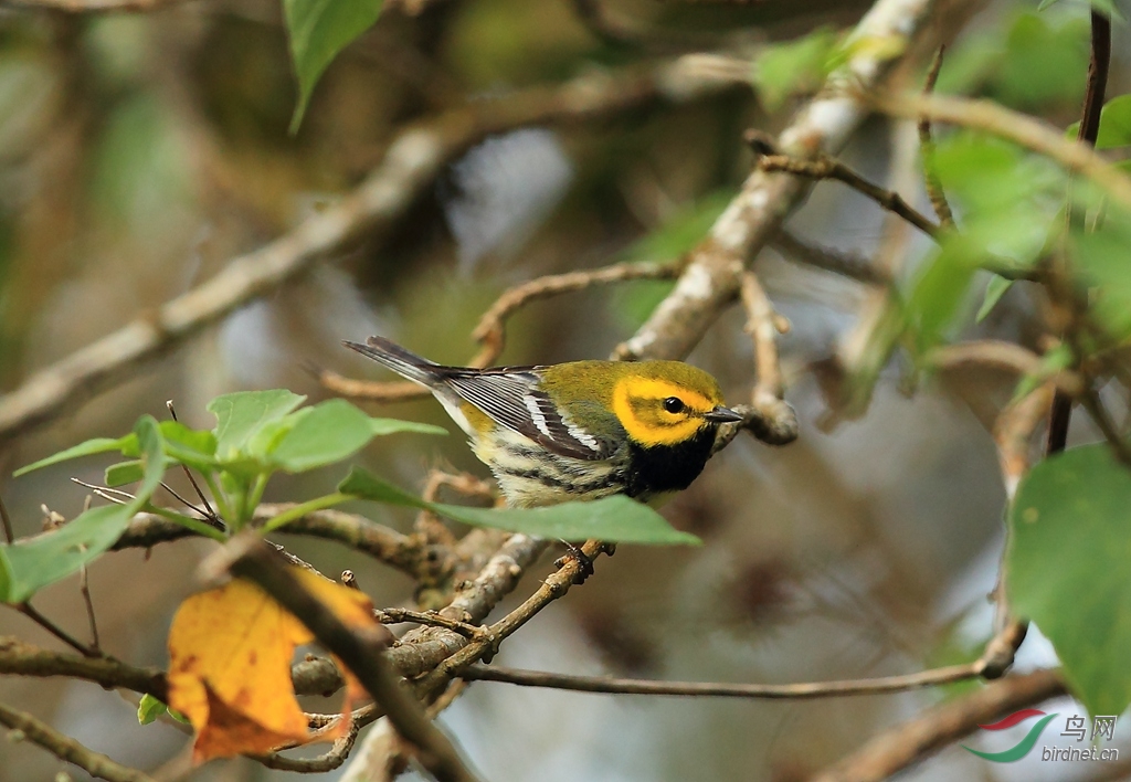 �ں�����ݺBlack-throated Green Warbler.jpg