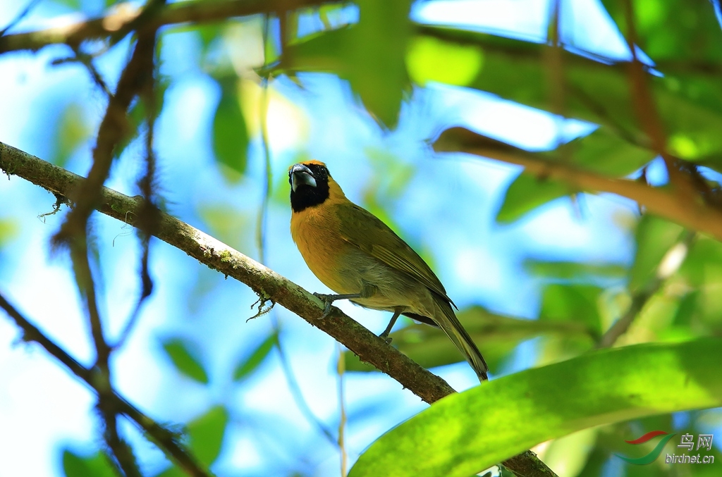 ��������ȸBlack-faced Grosbeak.jpg