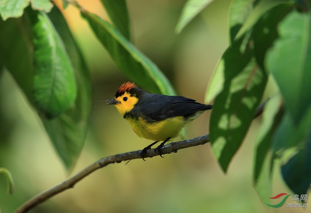 �����ݺCollared Redstart.jpg
