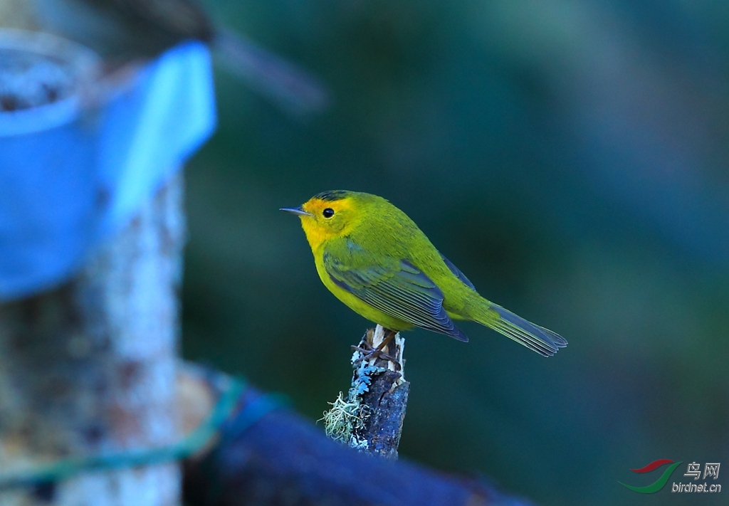 ��ͷ��ɭݺWilson\\'s Warbler.jpg