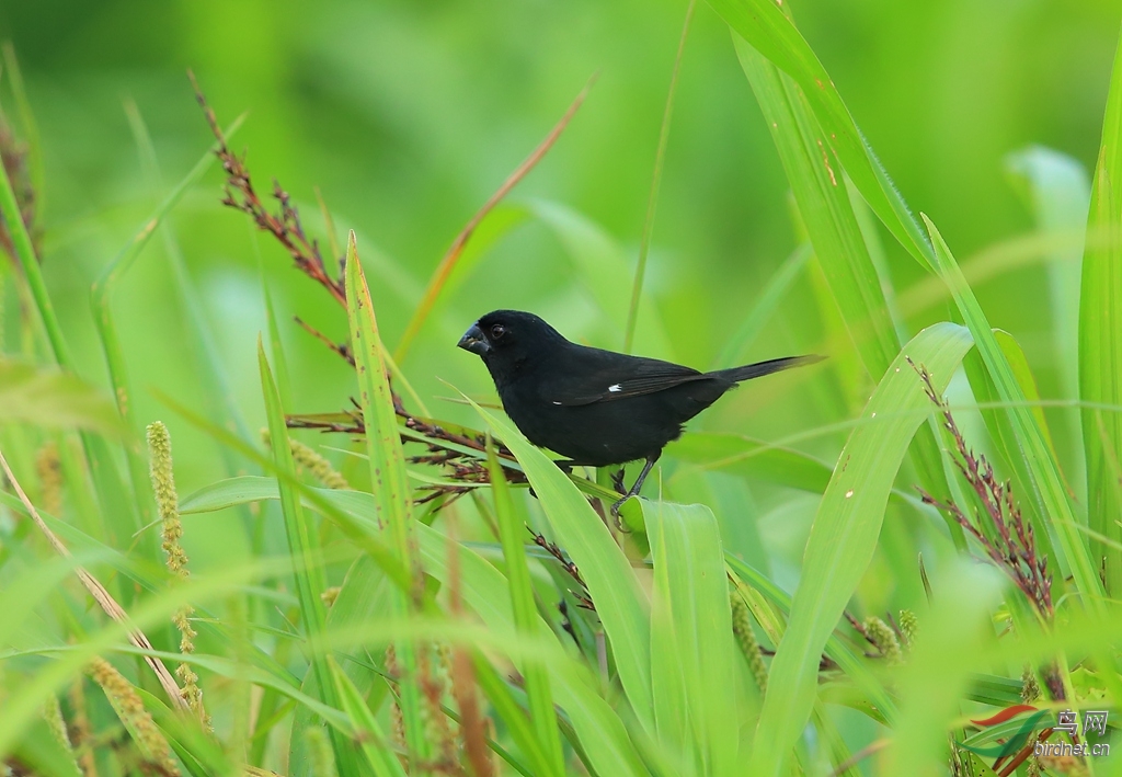 ������ȸThick-billed Seed-Finch.jpg