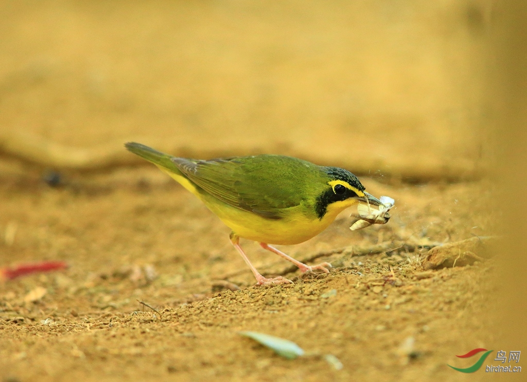 �Ƹ���ݺKentucky Warbler.jpg