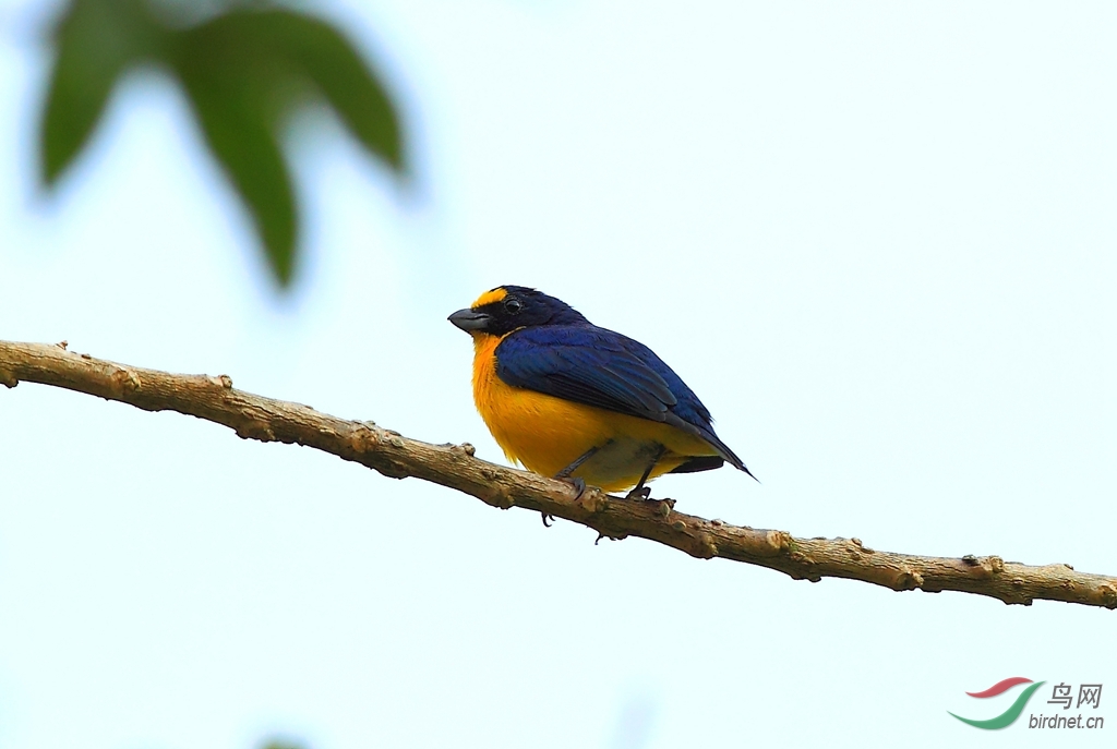 �ƺ���ȸYellow-throated Euphonia.jpg