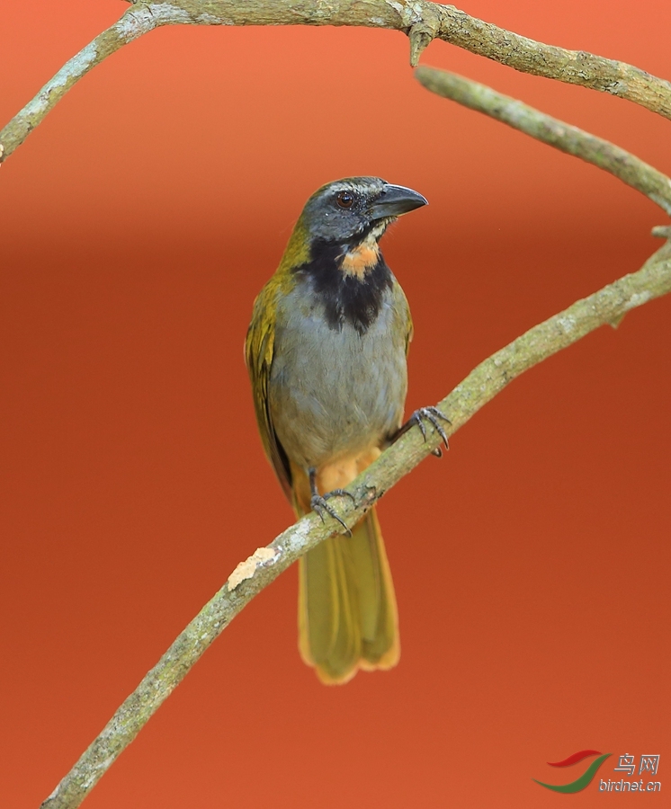 �ƺ���ȸ Buff-throated Saltator_����.jpg