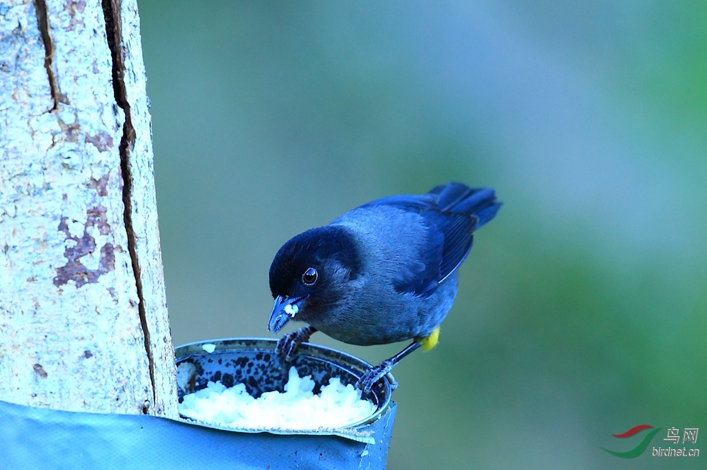 ������ȸYellow-thighed Finch.jpg