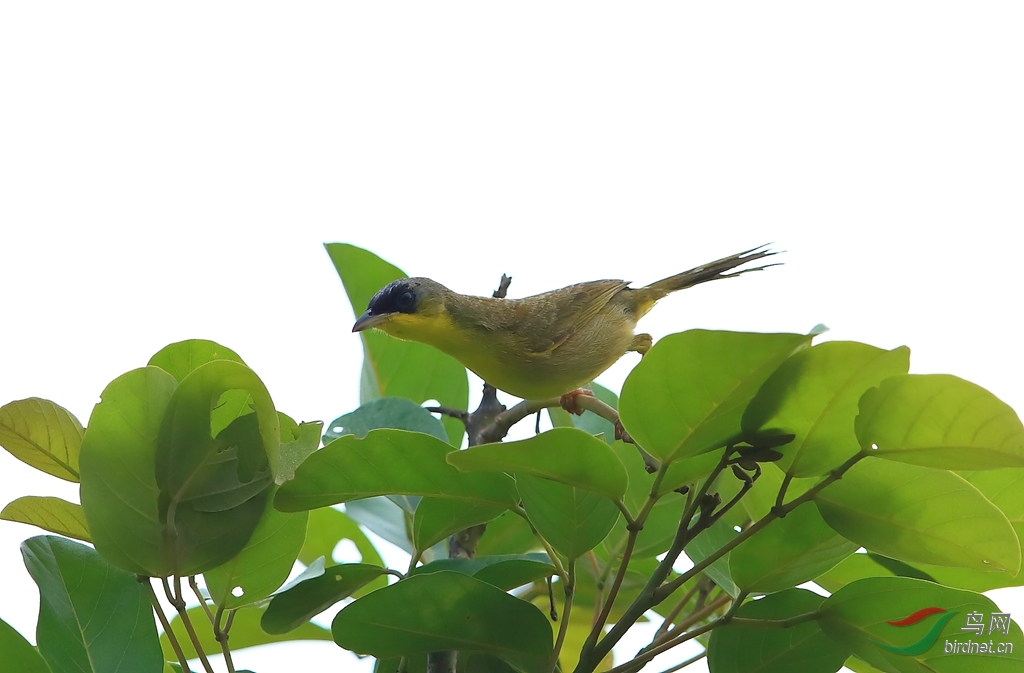 �ҹڻƺ���ݺGray-crowned Yellowthroat.jpg