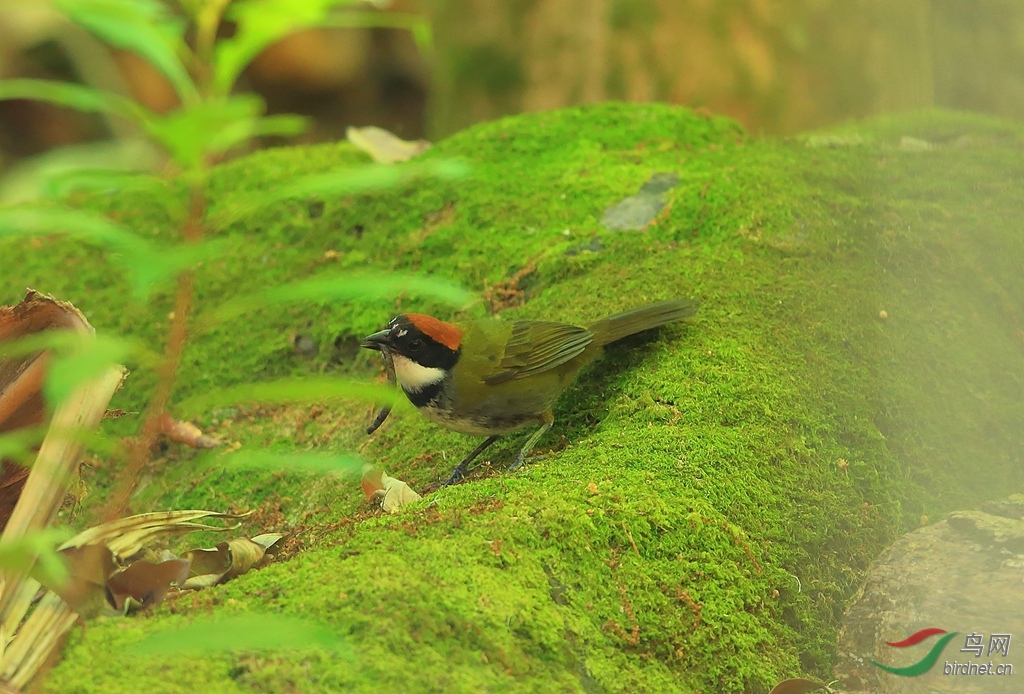 ����޴ȸChestnut-capped Brush-Finch.jpg