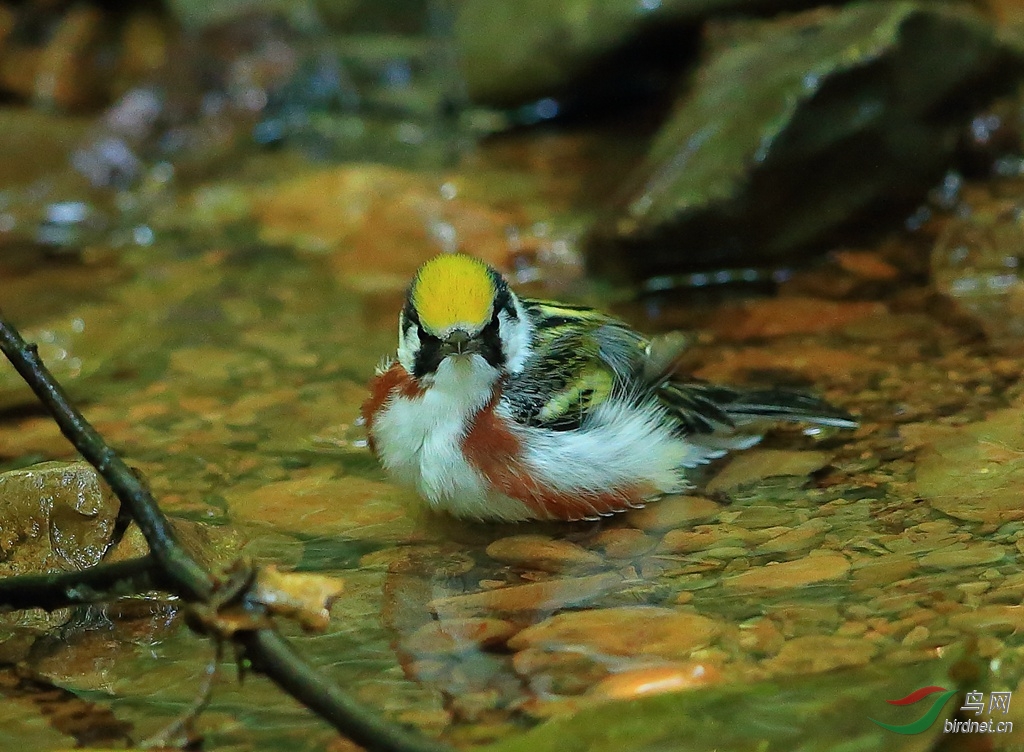 ��в��ݺChestnut-sided Warble.jpg