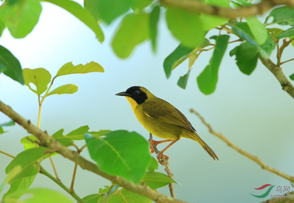 �̹ڻƺ���ݺOlive-crowned Yellowthroat.jpg
