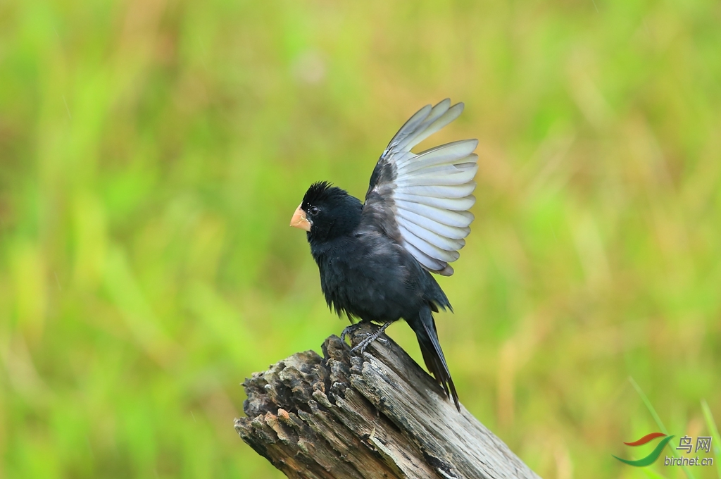 ���������ȸNicaraguan Seed-Finch.jpg